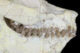 Fossil Oreodont (Leptauchenia) Skull - Wyoming #176506-6